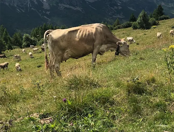 Lehrbauernhöfe im Val di Sole
